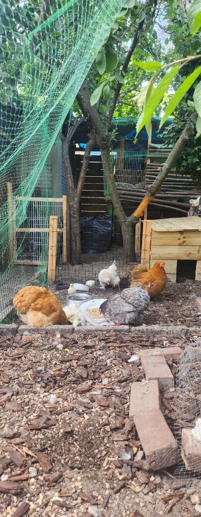 Knuffel Cochin-kuikentjes te koop!!, Dieren en Toebehoren, Pluimvee, Kip, Geslacht onbekend