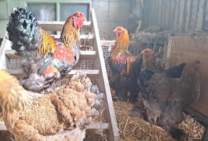 Hennen kippen brahma's kuikens, Dieren en Toebehoren, Pluimvee, Kip, Vrouwelijk