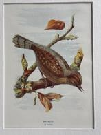 1901 - litho - jynx / Specht achtige / Wryneck, Antiek en Kunst, Ophalen of Verzenden