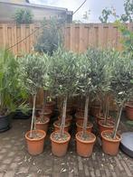 Olijfboom olijfbomen 110 cm dikke stammetjes winterhard, Tuin en Terras, Planten | Bomen, Ophalen, Bloeit niet, Halfschaduw, 100 tot 250 cm