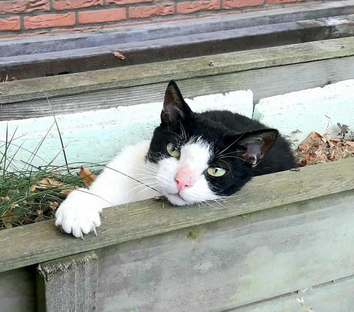 Poes vermist in Zevenaar, Dieren en Toebehoren, Vermiste en Gevonden Dieren