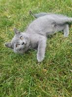 Aanbieding!!! British Shorthair, Poes, Ontwormd