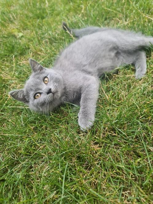 Aanbieding!!! British Shorthair, Dieren en Toebehoren, Katten en Kittens | Raskatten | Korthaar, Poes, Ontwormd