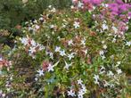 Mooie Zomerbloeier / Abelia Grandiflora Compacta, Tuin en Terras, Planten | Tuinplanten, Volle zon, Vaste plant, Zomer, Ophalen