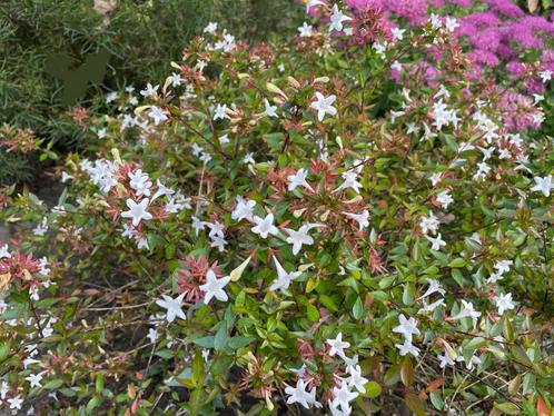 Mooie Zomerbloeier / Abelia Grandiflora Compacta, Tuin en Terras, Planten | Tuinplanten, Vaste plant, Overige soorten, Volle zon