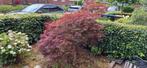 Japanse Esdoorn - Acer palmatum, Bloeit niet, Halfschaduw, Overige soorten, 100 tot 250 cm