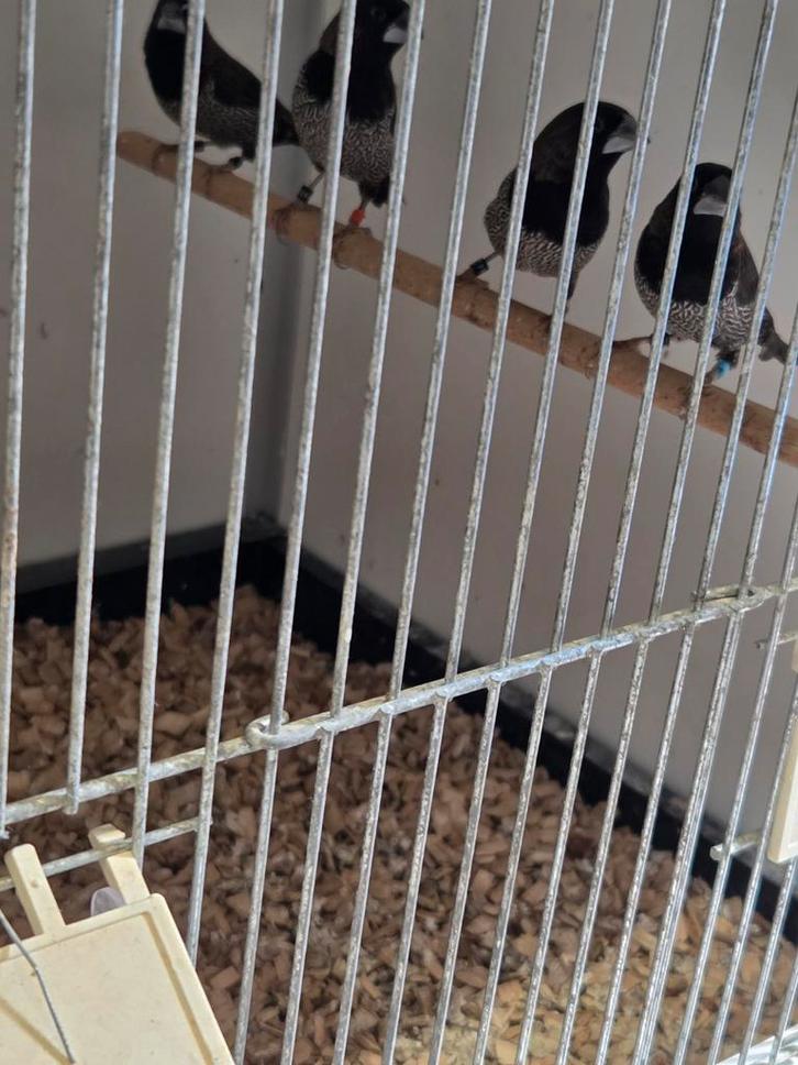 Mooie donkere japanse meeuwtjes, Dieren en Toebehoren, Vogels | Overige Vogels, Geslacht onbekend, Geringd