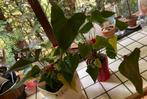 2x Anthurium plant met rode bloemen, flamingoplant flamingo, Overige soorten, Vaste plant, Ophalen of Verzenden, Halfschaduw