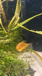 Gourami s tekoop moet met spoed weg, Dieren en Toebehoren, Vis
