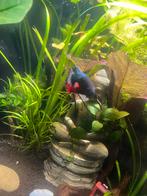 Betta, Dieren en Toebehoren, Vissen | Aquariumvissen, Vis