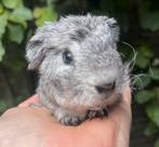 Knap Zilveragouti Rex teddy beertje, Cavia, Mannelijk, Tam, September
