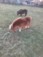 2 shetland merries kinder ponys, Dieren en Toebehoren, Merrie