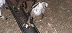 Dwergbokje, Dieren en Toebehoren, Mannelijk, Geit, 0 tot 2 jaar