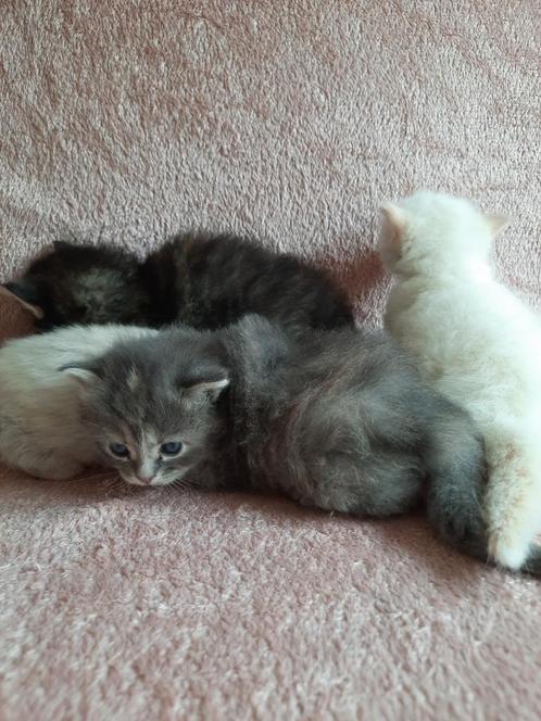 Ragdoll kittens, Dieren en Toebehoren, Katten en Kittens | Raskatten | Langhaar, Poes, Ontwormd