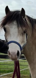 Mooie Valk, Welsh Pony te koop, Dieren en Toebehoren, Pony's, Merrie, 3 tot 6 jaar, B pony (1.17m tot 1.27m), Onbeleerd
