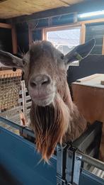 Dek bok hoornloze toggenburger geit geiten, Dieren en Toebehoren, Schapen, Geiten en Varkens, Mannelijk, Geit