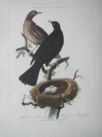 Merels - oude vogelgravure, 1960 tot 1980, Ophalen of Verzenden, Zo goed als nieuw, Dier