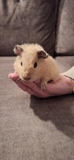 Mooie jonge Us Teddy cavia, Cavia, Mannelijk, Tam, Oktober