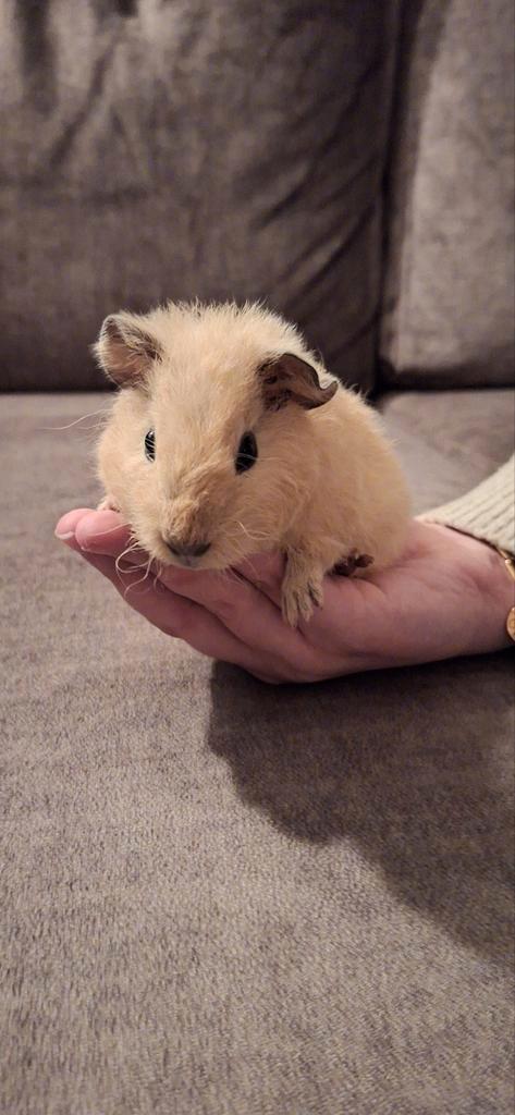 Mooie jonge Us Teddy cavia, Dieren en Toebehoren, Knaagdieren, Mannelijk, Cavia, Oktober, Tam