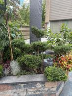 Ilex crenata buxus, Tuin en Terras, Planten | Bomen, Ophalen, Bloeit niet, Halfschaduw, Overige soorten