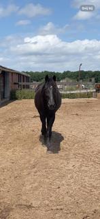 Halve stal gezocht / verzorgpaard, Dieren en Toebehoren, Stalling en Weidegang, Stalling