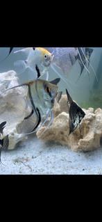 Verschillende kleuren maanvissen 5 voor 20,-!, Vis