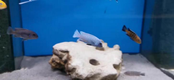 Pseudotropheus Polit lios Cove, Tickets en Kaartjes, Recreatie | Dierentuinen, Eén persoon