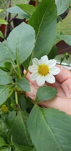 Dahlia plant wit/geel 50-70cm, Tuin en Terras, Volle zon, Eenjarig, Zomer, Ophalen