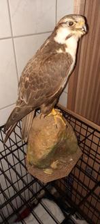 Opgezette luggervalk / Indische lannervalk, Ophalen, Zo goed als nieuw, Vogel, Opgezet dier