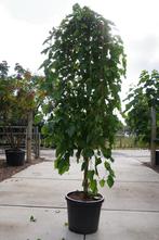 morus alba pendula treurvorm moerbei in pot, Ophalen, In pot, Volle zon, Overige soorten