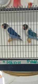 Koppeltje personata,s 2025 ( koppel 2 ), Dieren en Toebehoren, Vogels | Parkieten en Papegaaien, Meerdere dieren, Dwergpapegaai of Agapornis