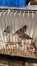 Vogels gezocht, Dieren en Toebehoren, Vogels | Parkieten en Papegaaien, Meerdere dieren, Parkiet