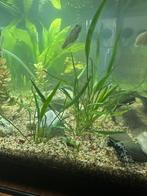 cryptocoryne parva, Dieren en Toebehoren, Ophalen, Plant(en), Steen of Hout