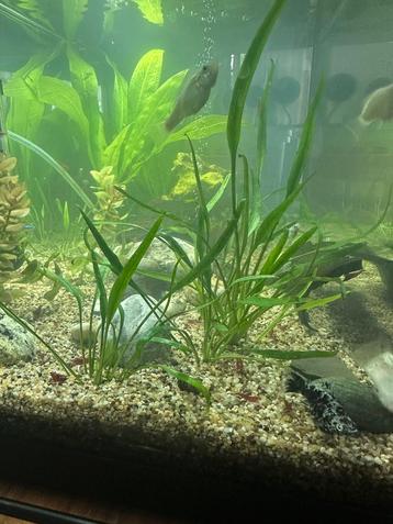 cryptocoryne parva beschikbaar voor biedingen