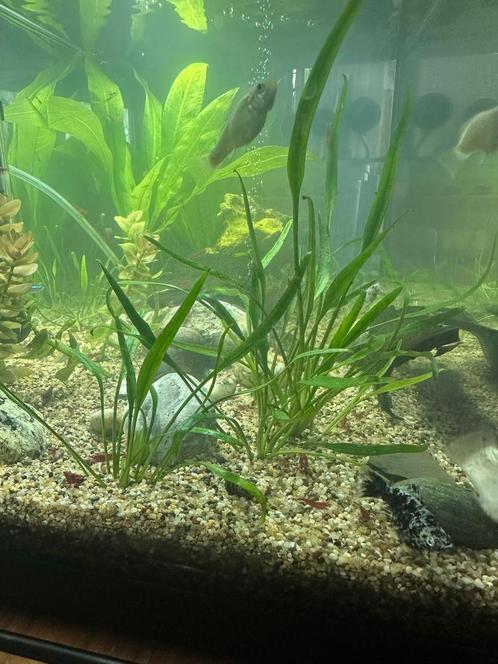 cryptocoryne parva, Dieren en Toebehoren, Vissen | Aquaria en Toebehoren, Plant(en), Steen of Hout, Ophalen