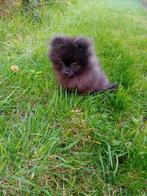 Pommeriaan pup, nog 1 zwart teefje, Overige rassen, CDV (hondenziekte), 8 tot 15 weken, Meerdere