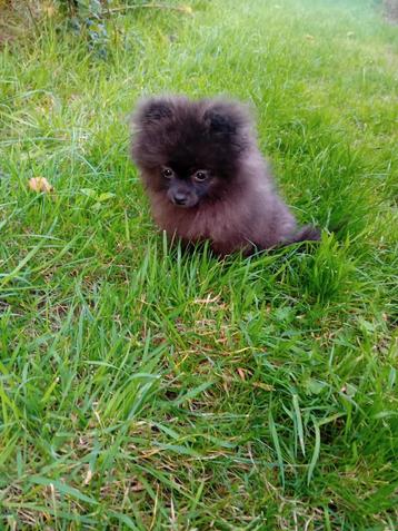Pommeriaan pup, nog 1 zwart teefje beschikbaar voor biedingen