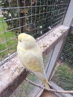 Jonge grasparkiet, Dieren en Toebehoren, Mannelijk, Kleurkanarie