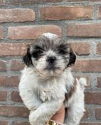 Boomer pups 3 teefjes 1 reutje, Dieren en Toebehoren, Honden | Chihuahua's en Gezelschapshonden, Overige rassen, CDV (hondenziekte)