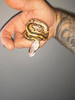 0.1 python regius Black Pastel Leopard het.pied