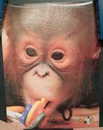 Poster Ouwehand Dierenpark orang-oetan, Ophalen of Verzenden, A1 t/m A3, Dier of Natuur, Rechthoekig Staand