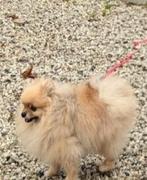 Pomeriaan dwergkees reutje 4jaar, Ophalen of Verzenden