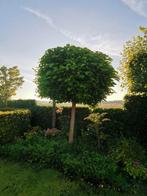 Boom Bolcatalpa catalpa bignonioides nana 2stuks beschikbaar, Tuin en Terras, Planten | Bomen, Lente, 250 tot 400 cm, Ophalen