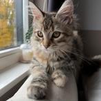 Lief poesje zoekt een nieuw huisje, Dieren en Toebehoren, Katten en Kittens | Raskatten | Langhaar, Poes, Ontwormd, 0 tot 2 jaar