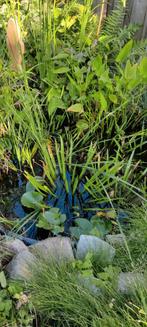 Vijverplanten, zuurstofplanten, Tuin en Terras, Ophalen