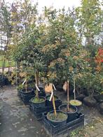 Viburnum tinus op stam €69,95 pst groenblijvend, Overige soorten, Vaste plant, Ophalen of Verzenden, Halfschaduw
