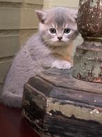 Britse korthaar brits kitteb, Dieren en Toebehoren, Poes, Ontwormd