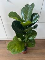 Fiddle Leaf Fig (Ficus Lyrata) - 73cm (exc.pot), Huis en Inrichting, Ophalen, Halfschaduw, Minder dan 100 cm