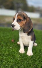 Te koop mooie beagle pups, Dieren en Toebehoren, Honden | Beagles, Bassets en Lopende honden, Beagle, Nederland, CDV (hondenziekte)
