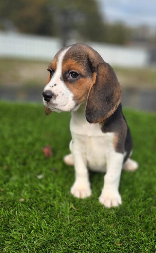 Te koop mooie beagle pups, Dieren en Toebehoren, Honden | Beagles, Bassets en Lopende honden, Meerdere dieren, Beagle, Fokker | Professioneel
